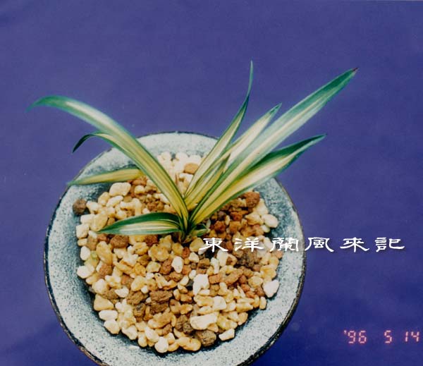 春蘭 韓国春蘭 天下 Yahoo!オークション -「韓国春蘭天下」の落札相場