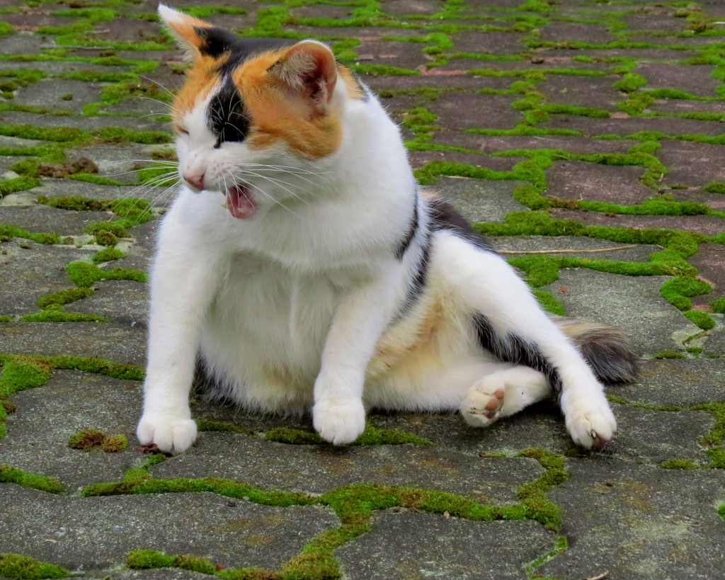 多々良沼公園のネコたち : 星の小父さまフォトつづり