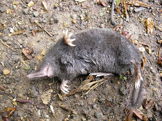 ネズミ志野蓋物桃山時代P71-2