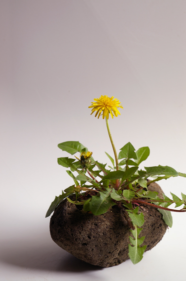 開花、たんぽぽ。 : 盆栽日記-the experimental bonsai diary-