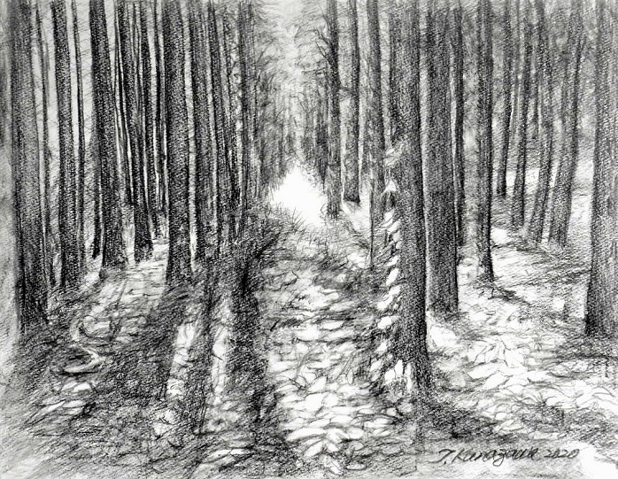 白川郷・ヒノキの森 お絵かき107作目 鉛筆画続行 : 写録番外編