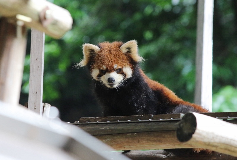 6月真夏日の池田動物園 : レサパン日和