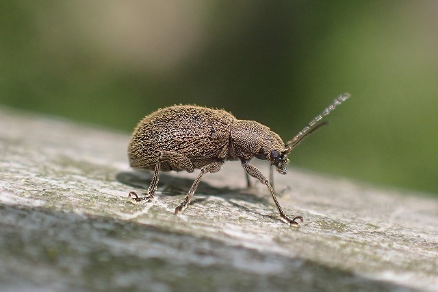 □ カシワクチブトゾウムシ 24.4.20 : 舞岡公園の自然2