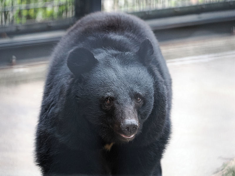 冬眠から醒めたツキノワグマのルビー : 動物園放浪記