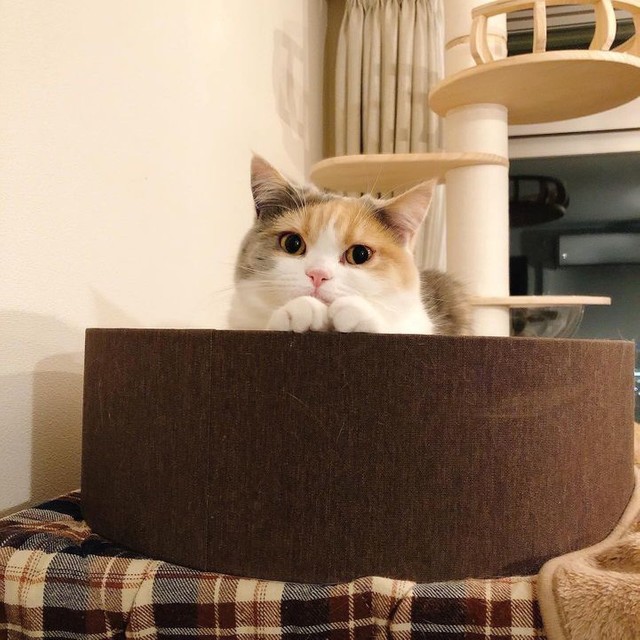やんのかステップ」がクセ強すぎ 愛らしい猫が毛を逆立てる理由とは