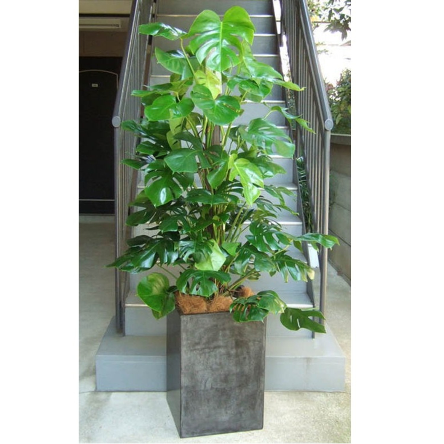 観葉植物 特大 モンステラ コンクリート風大型スクエア鉢 | 移転祝い
