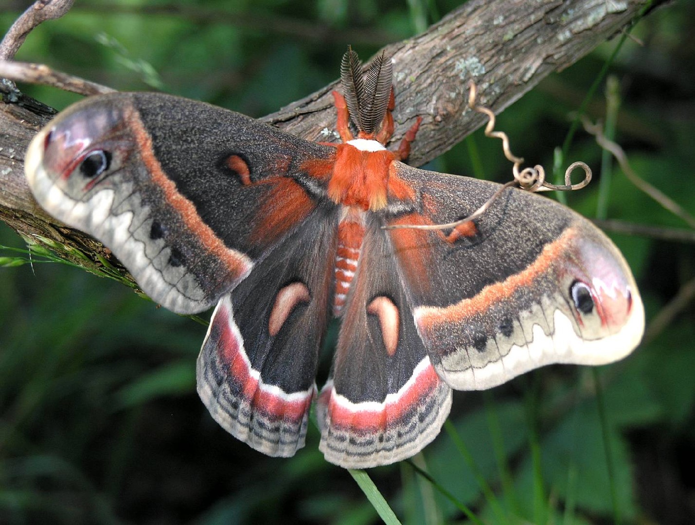 セクロピアサン (Hyalophora cecropia) - Picture Insect