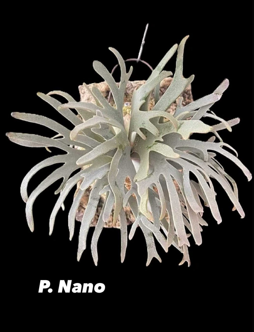 ご*ら様 Platycerium Willinckii 'Nano' Platycerium willinckii 'Nano