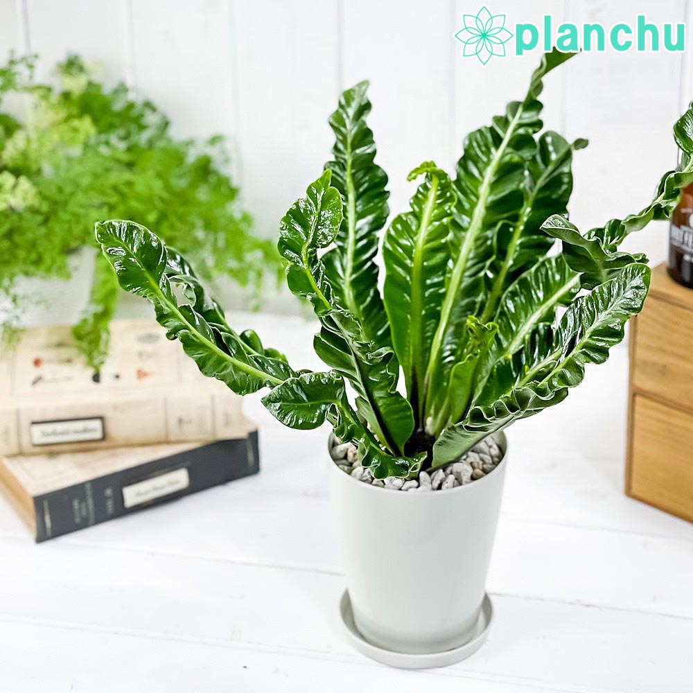 PLANCHU 観葉植物 アスプレニウム コブラ Asplenium 'Cobra' シダ