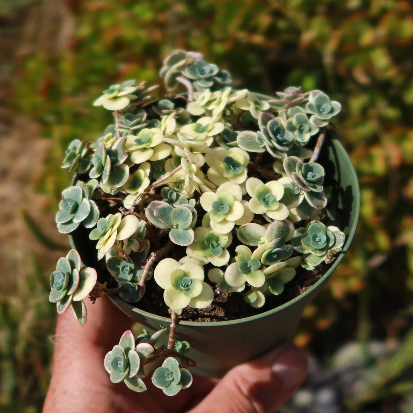 Stonecrop 'Sedum Sunsparkler Lime Twister' - Shop Online at Planet