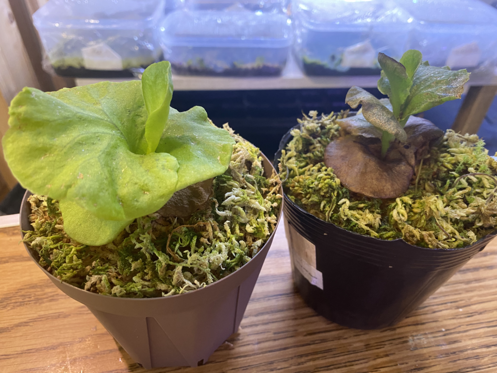 P.ridleyi dwarf silver② 自家撒き 選抜株 胞子培養 P.ridleyi dwarf