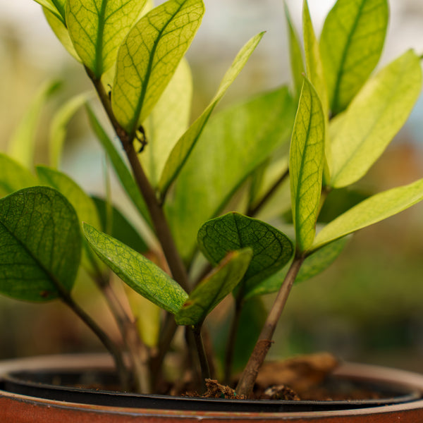 Chameleon ZZ Plant – Plant Detectives