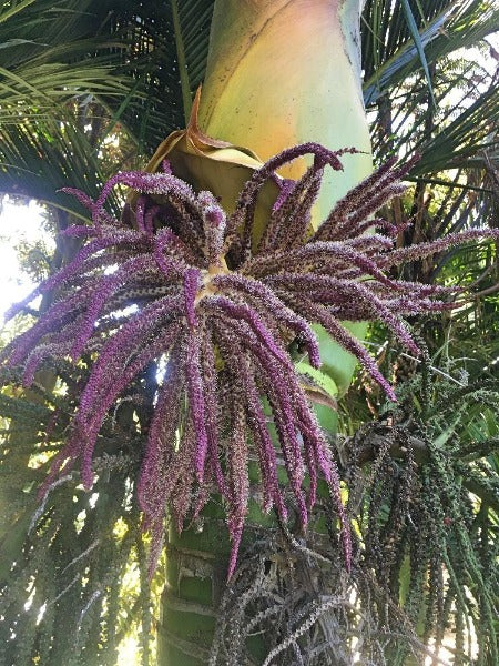 Rhopalostylis sapida | Nikau Palm | 10 Seeds