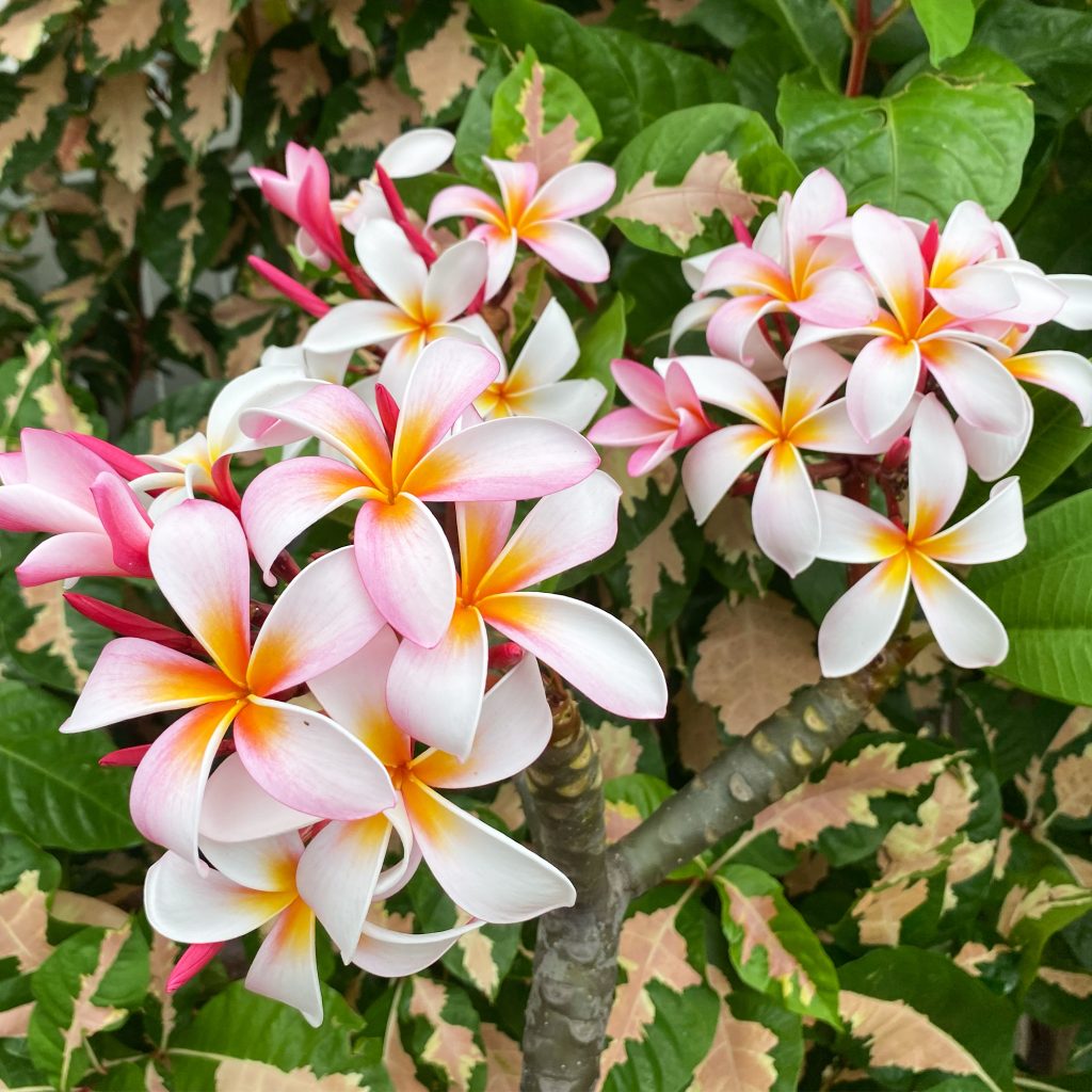 Plumeria Frangipani Stargazer - Plant Hawaii