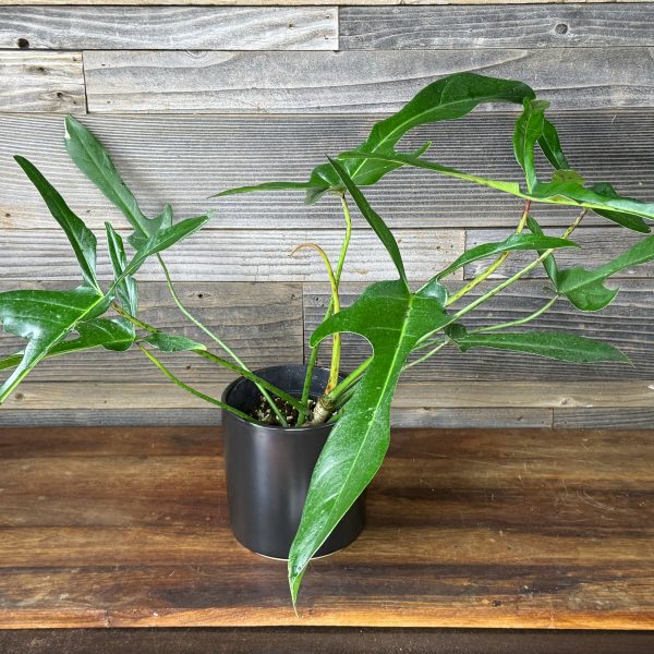 Philodendron Longilobatum 'Lelano Miyano' | 6