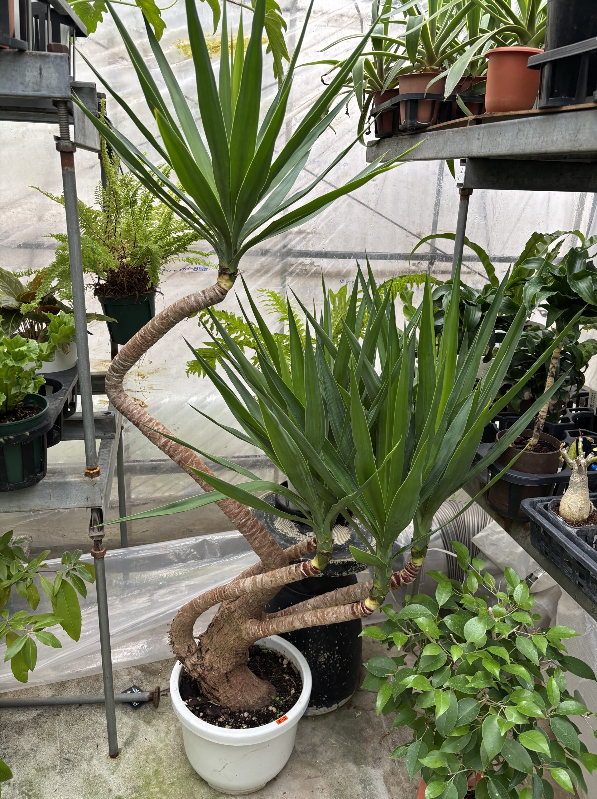 ユッカ・曲がり ユッカ 曲がり 尺鉢 | Plants Shop Big Smile 通販