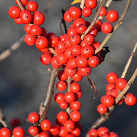 Berry Poppins Winterberry (Ilex verticillata 'FARROWBPOP') in