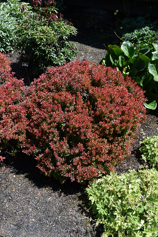 Golden Ruby Barberry (Berberis thunbergii 'Goruzam') in Columbus