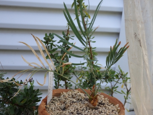 サイカス・カイルンシアナ ドワーフ タイプ: 世界の半分は植物界