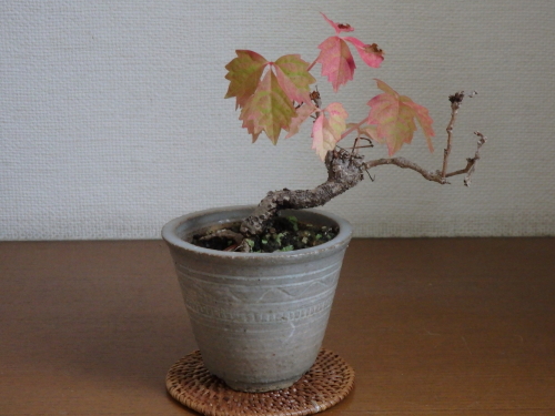 蔦（つた）の盆栽: 世界の半分は植物界