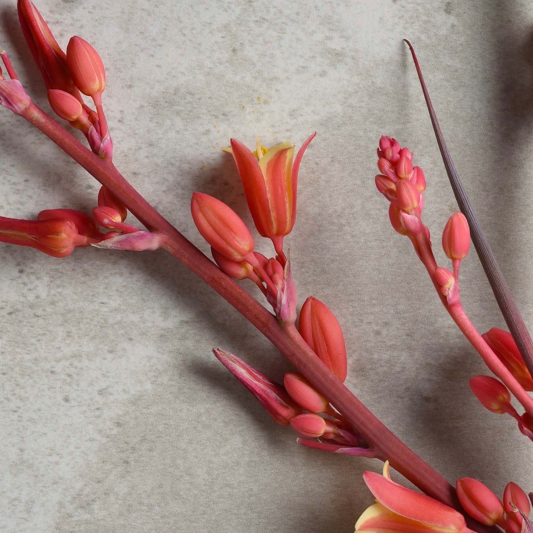 Rosy Pink False Yucca (Hesperaloe parviflora) – Plants Express