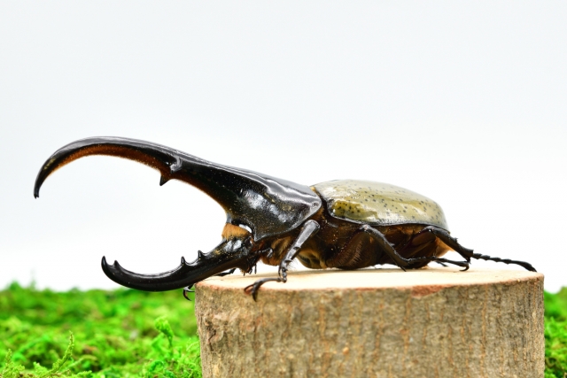 世界最大のカブトムシ！ヘラクレスオオカブトの基本情報や飼育方法
