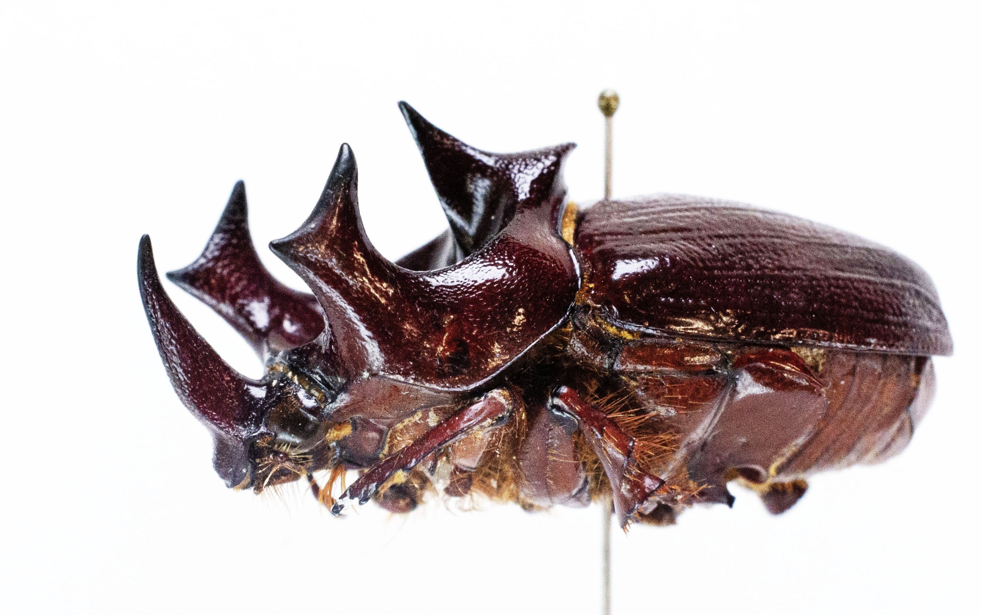 触る！撮る！驚く！ふれあいカブトムシ・クワガタ昆虫展 in ところざわ