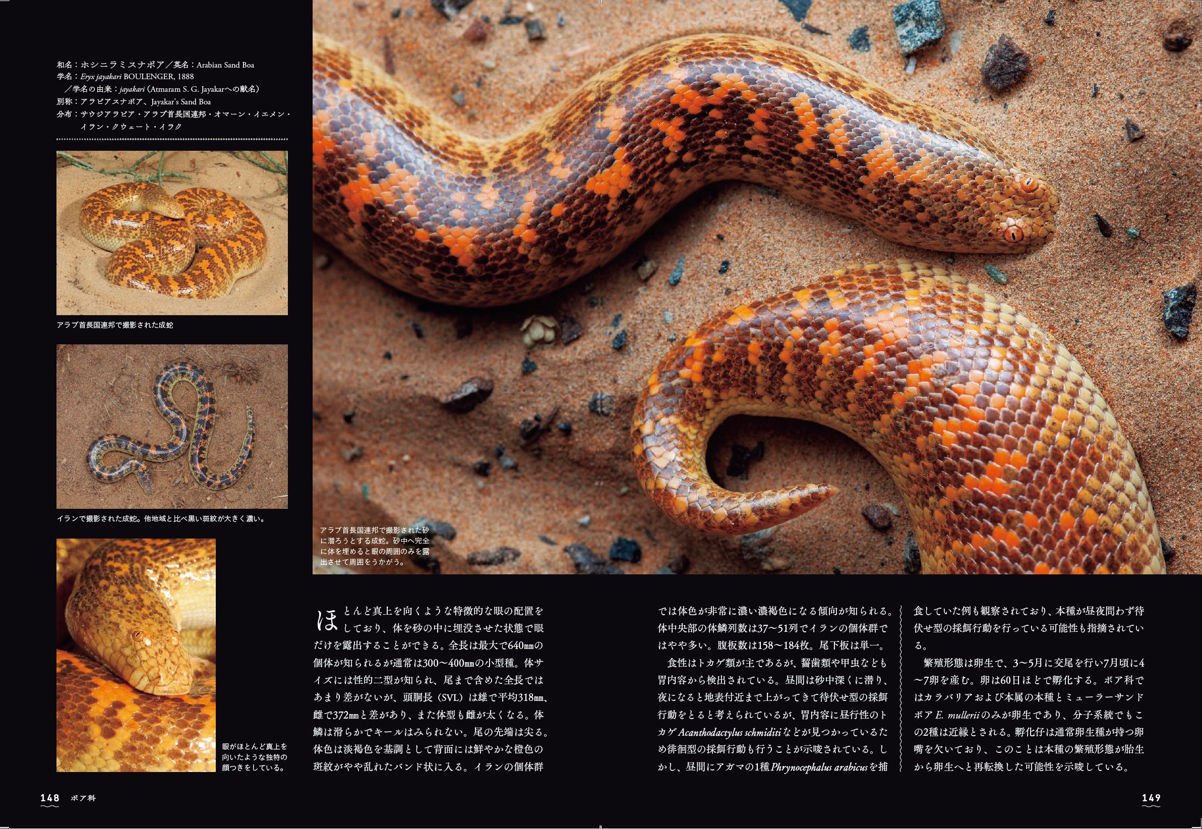 世界中の大蛇を、貴重な記録写真と詳細解説により読み解く『大蛇全書