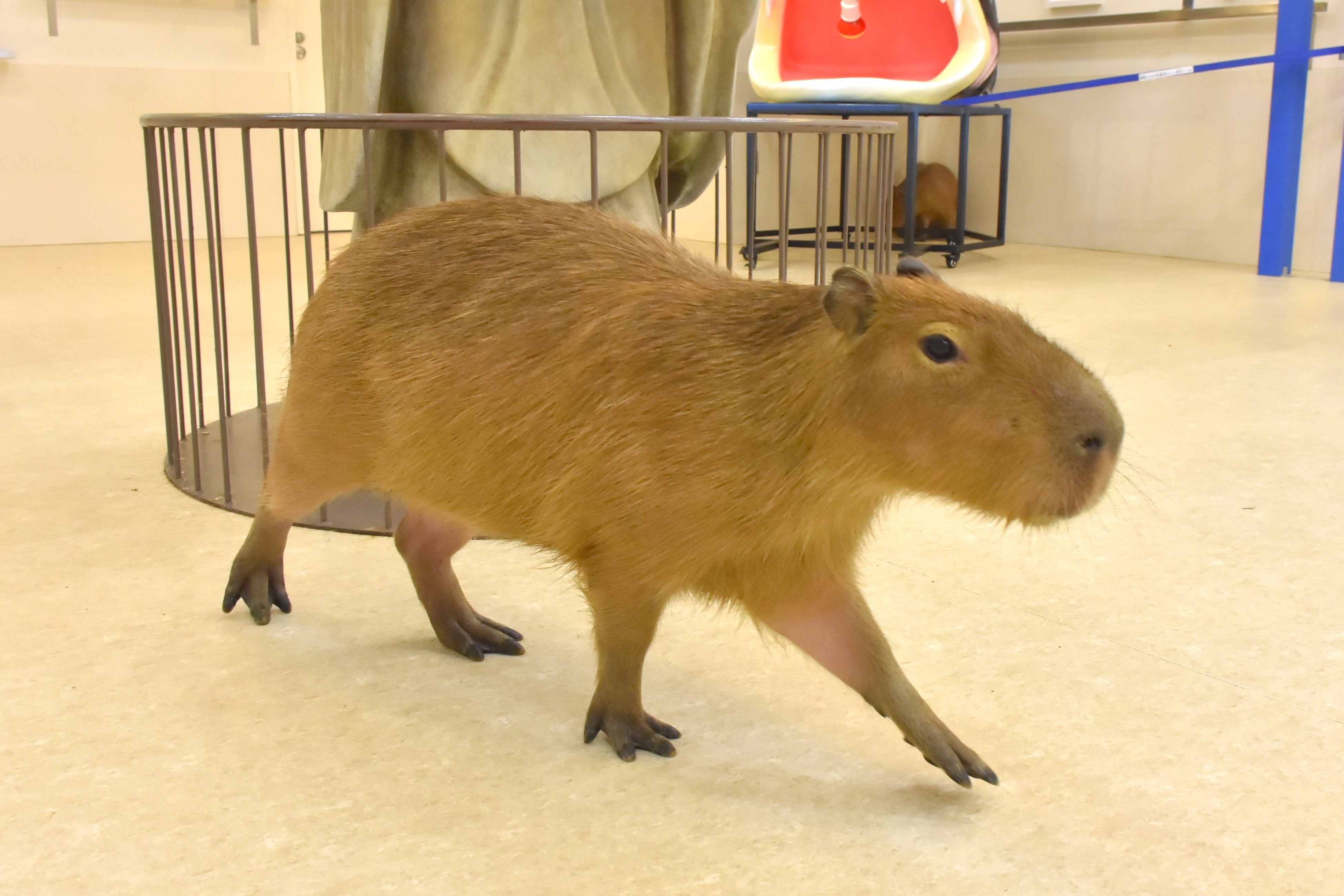 アニタッチイオンモール土浦」で初めて！カピバラの赤ちゃんが2頭誕生