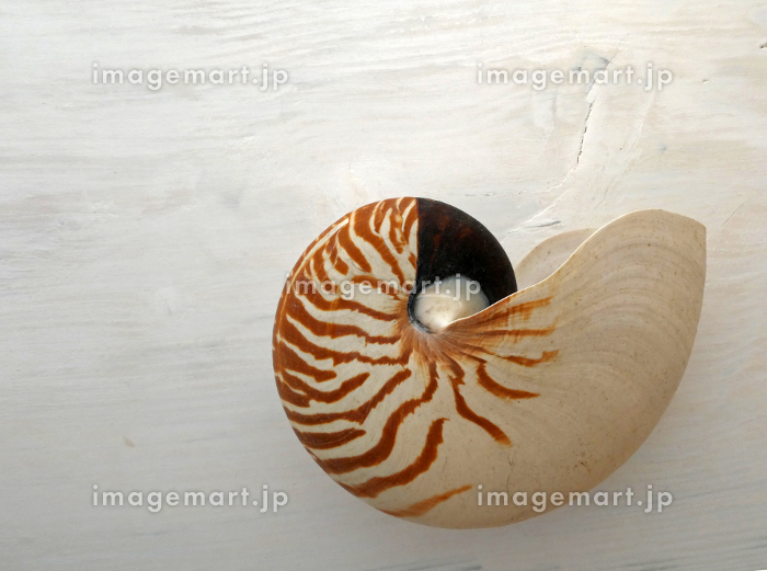 生きている化石、オウムガイの貝殻の写真 [211470626]｜毎月1点無料