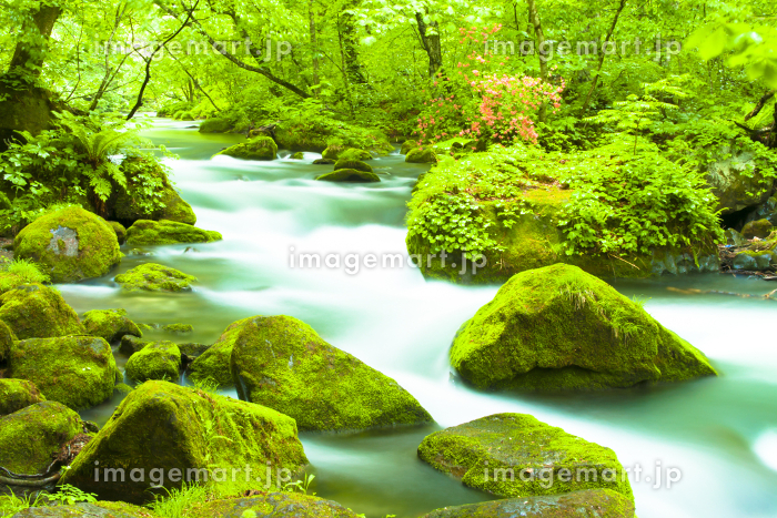 新緑かおる奥入瀬渓流 青森県の写真素材 [159565707]｜毎月1点無料