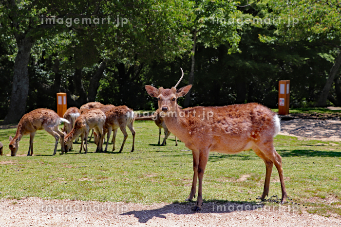 ツノが一本のオスの鹿の写真素材 [229082732]｜毎月1点無料（フリー