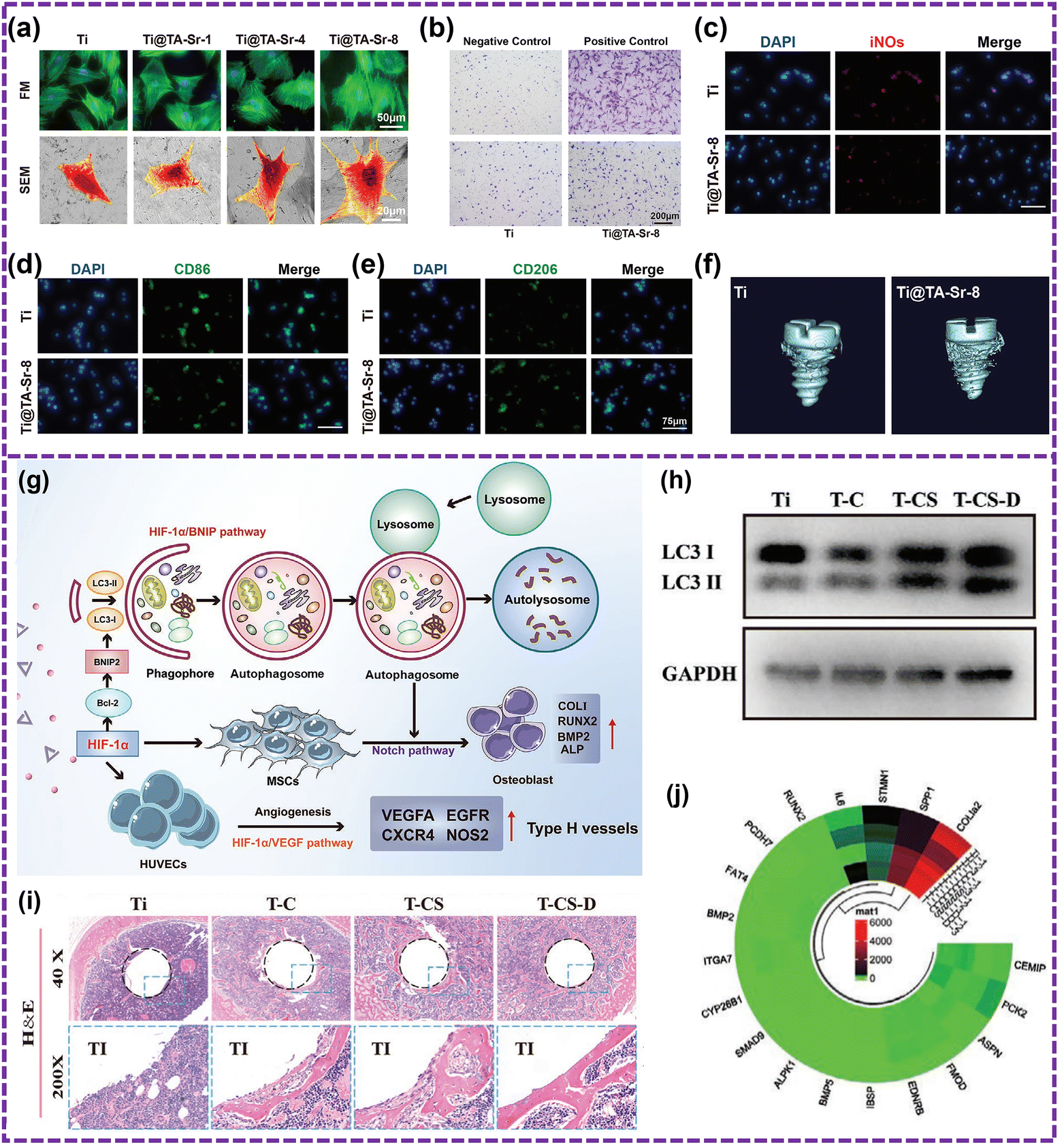 Versatile bioactive polyphenolic coatings for bone tissue