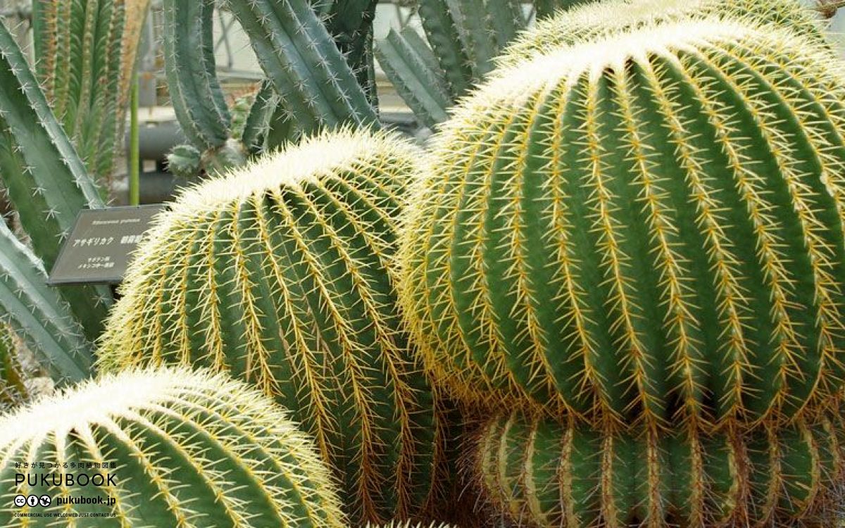 エキノカクタス 金鯱 Echinocactus grusoniiのショッピング｜多肉植物