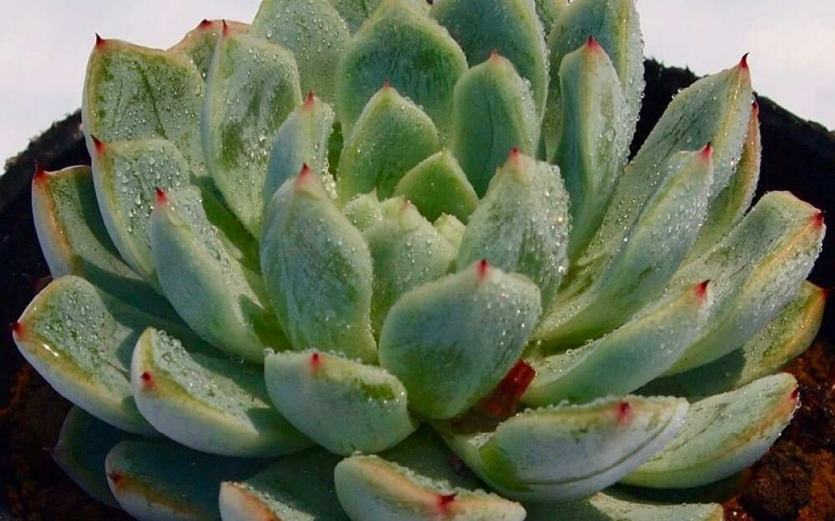 エケベリア ホワイトザラゴーサ Echeveria 'White Zaragosae'｜多肉