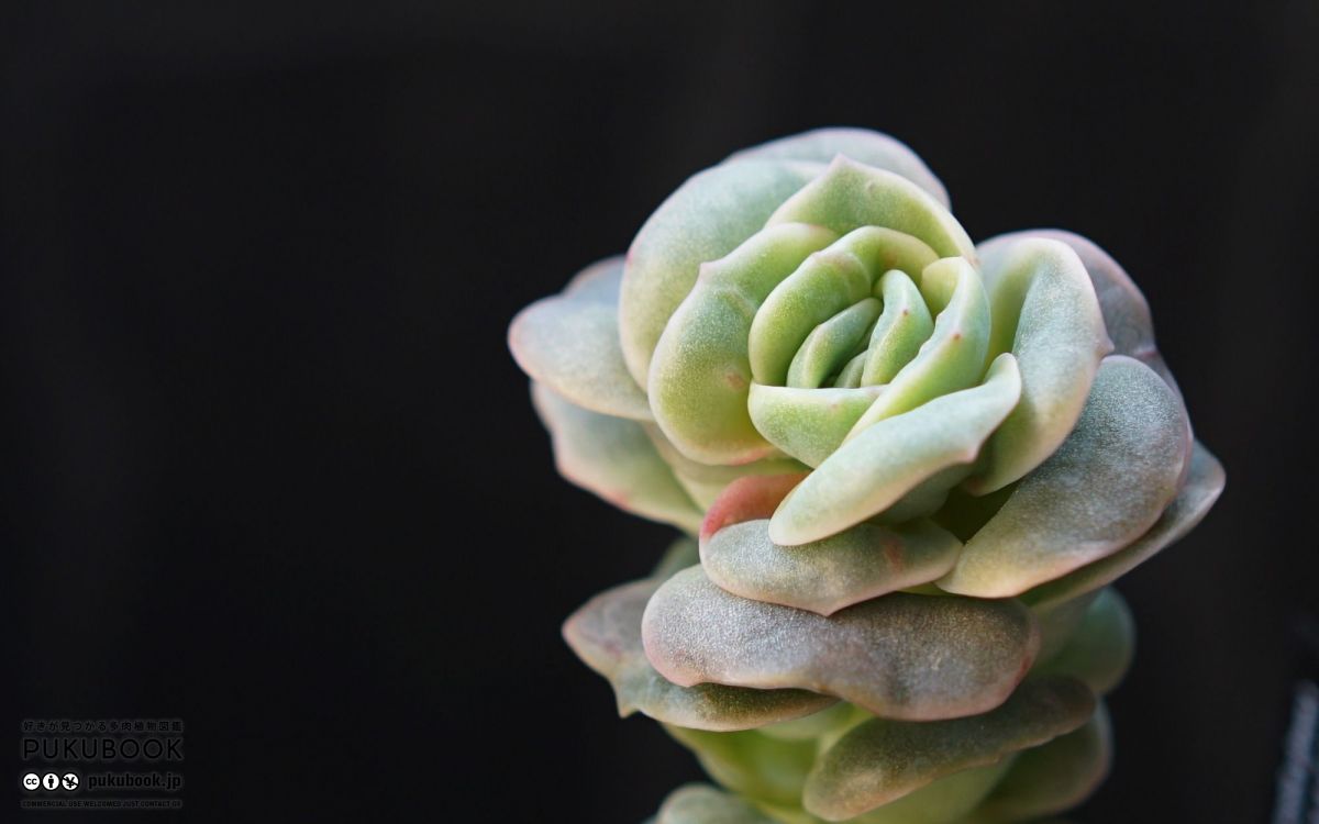 エケベリア ラブリーローズ錦 赤斑 Echeveria 'Lovely Rose Red Color