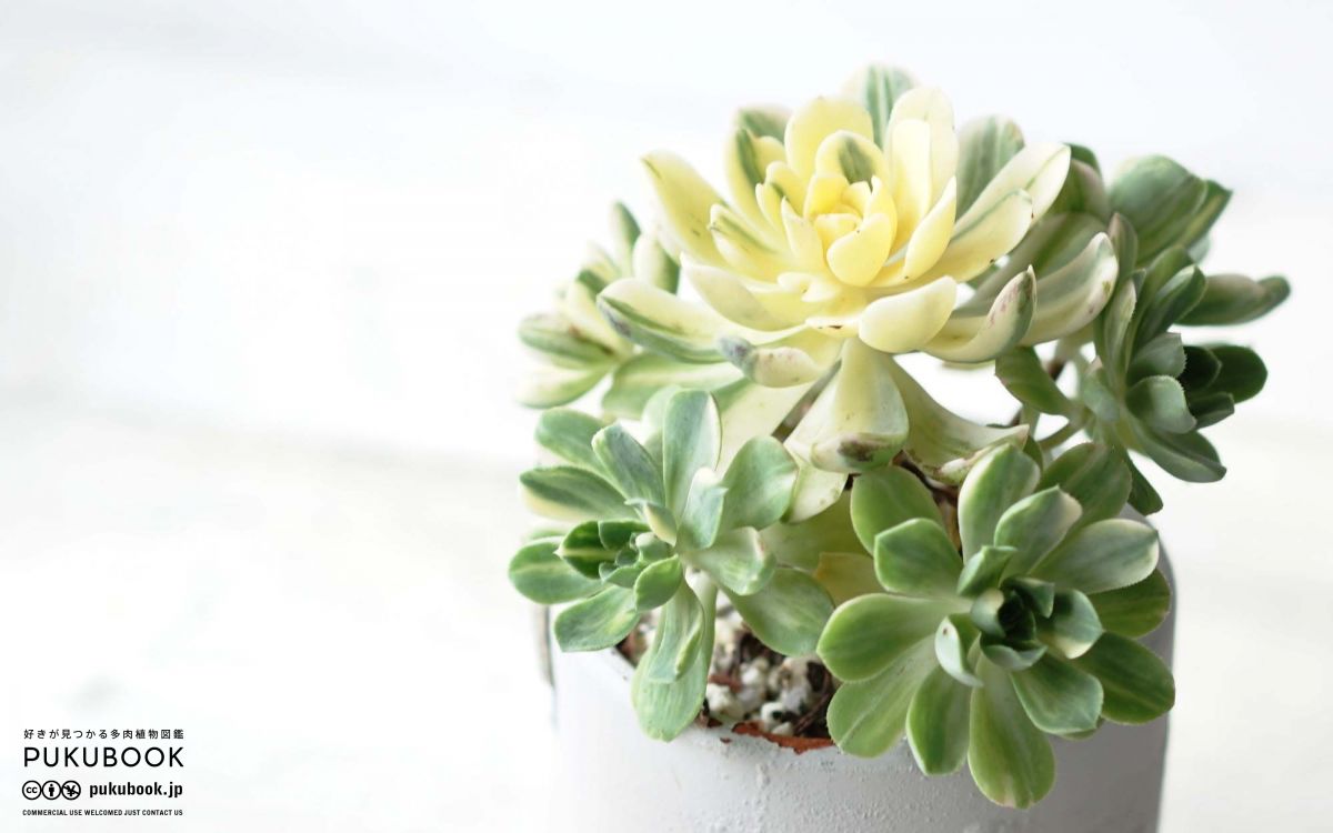 アエオニウム 愛染錦 Aeonium domesticum f.variegata｜多肉植物図鑑