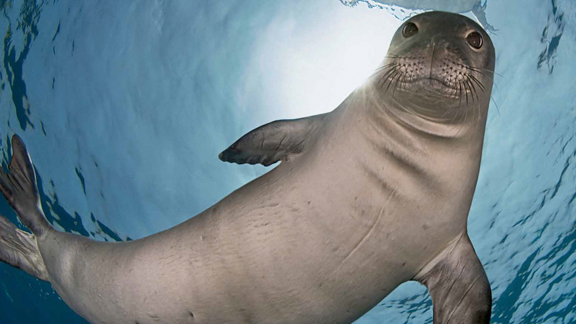 Hawaiian Monk Seals - NWF | Ranger Rick