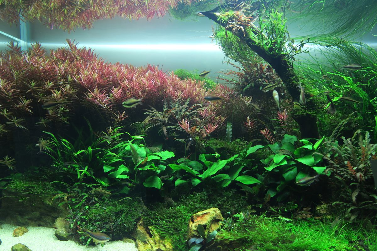 RGB VIVIDⅡ | 有限会社 Raboc(ラボック)