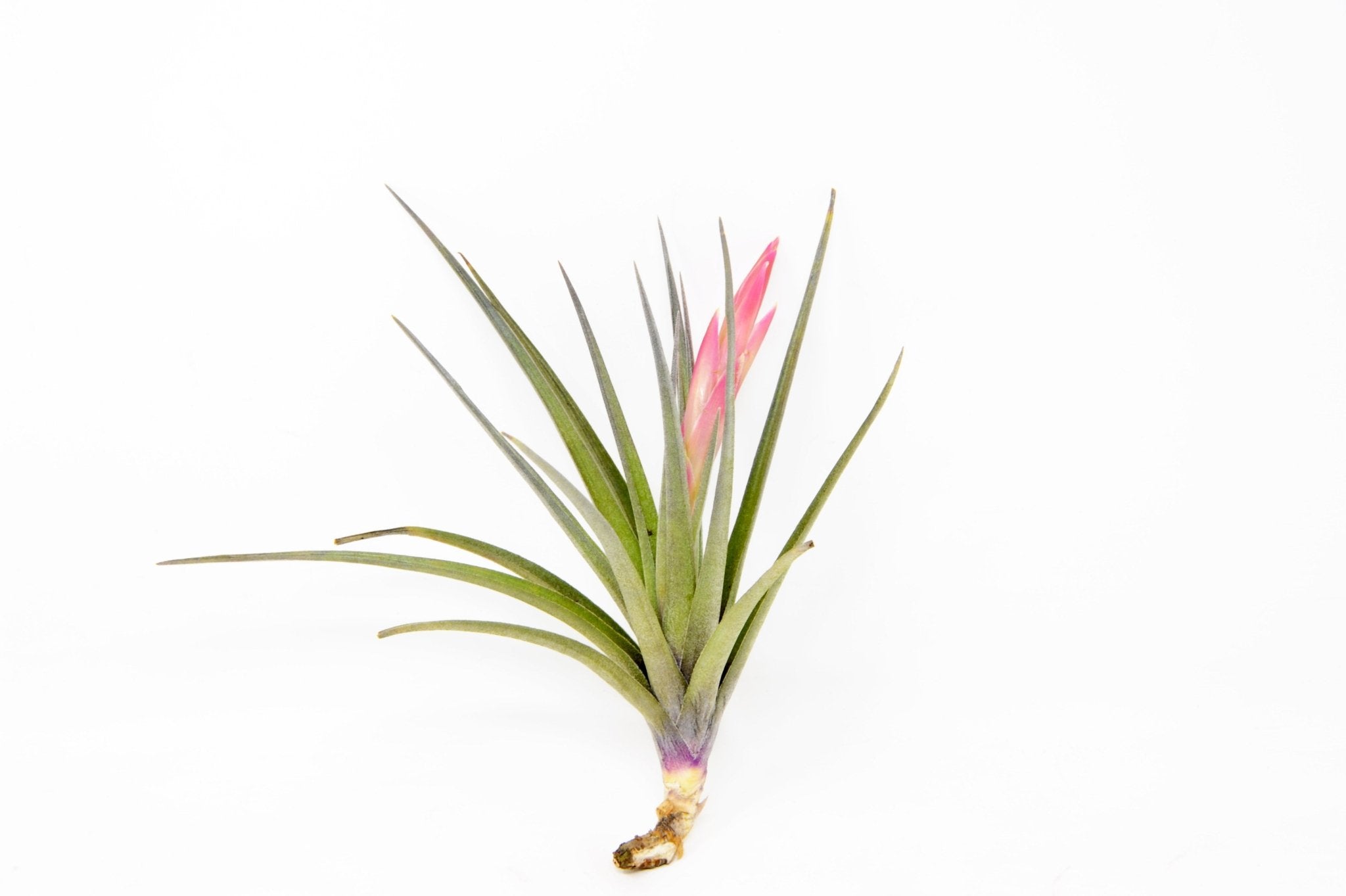 tillandsia-ixistar-559735.jpg?