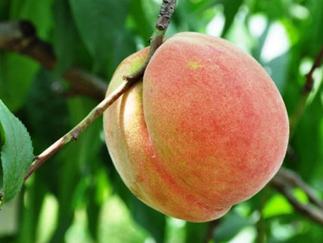 うぶ毛も気にせず、桃は皮ごと召し上がれ