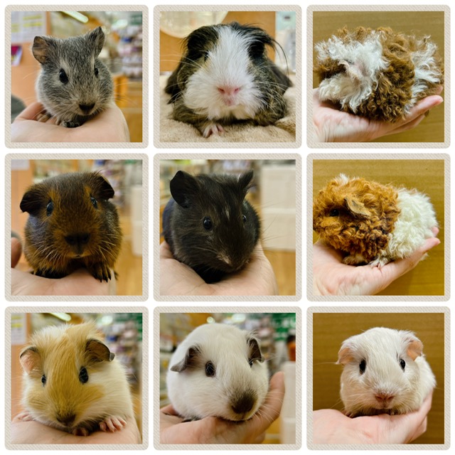 春日井小動物】モルモットづくし【全17匹】 | 名古屋のペットショップ