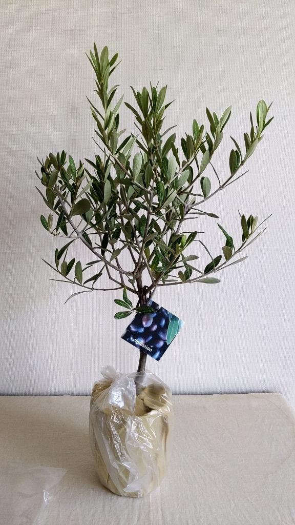 観葉植物 おりーぶ SOUJU（創樹）ブランド：オリーブの木*3号
