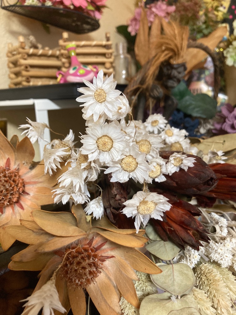 ドライフラワー 花材 即日出荷 ローダンセ・ナチュラルホワイト