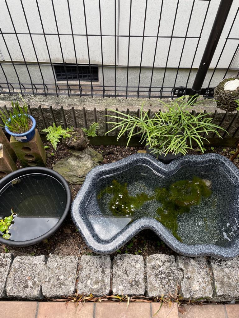 ゼンスイ なごみ池 M 30L (庭園埋め込みタイプ) 池 プラ池 ひょうたん