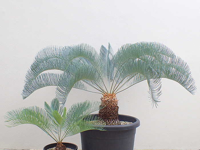 サイカス・カイルンシアナ | 自家繁殖に拘る沖縄の爬虫類専門店