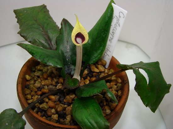 クリプトコリネ画像 Cryptocoryne schlzei