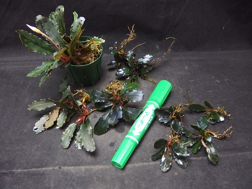 Roots”Web site(水草・水辺の植物・ジャングルの植物の販売・通販)