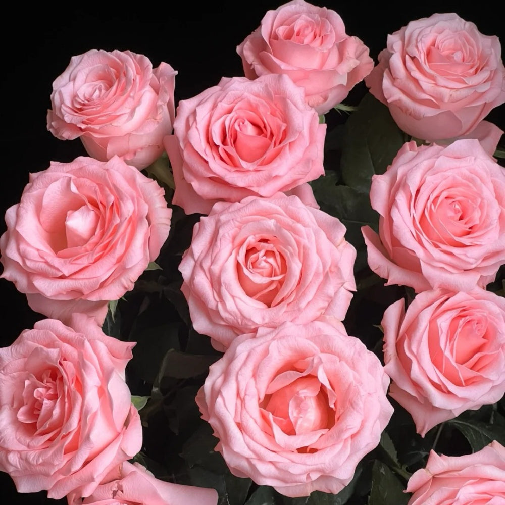 Diana Rose Plant｜戴安娜 – Rose_Explosion