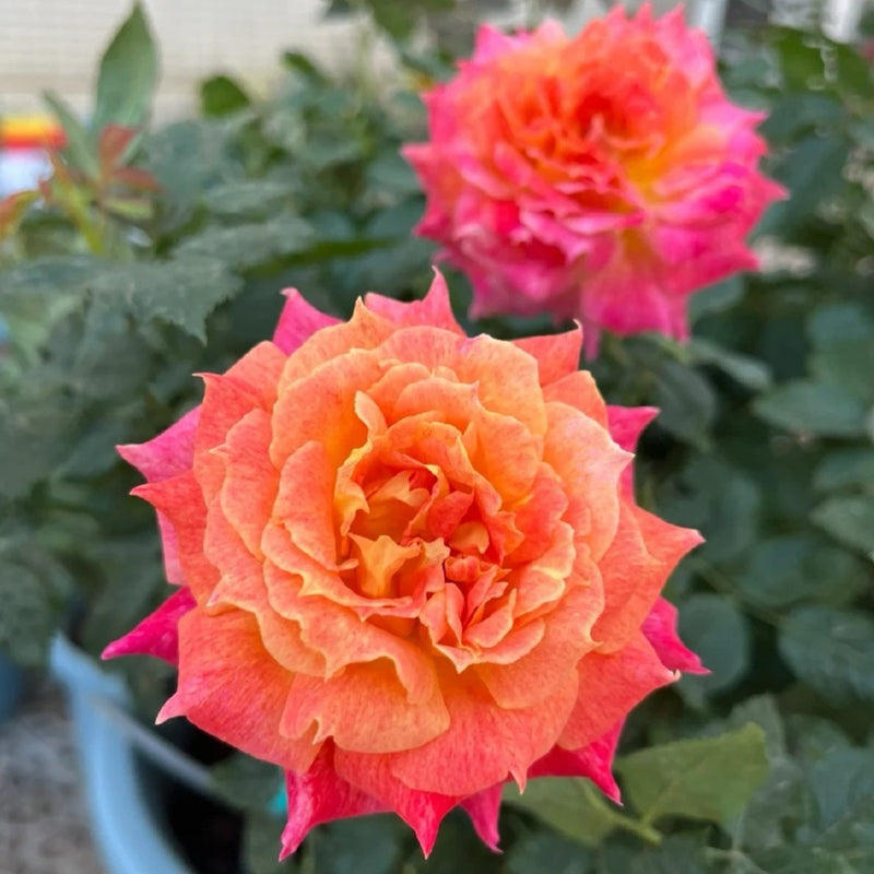 Roses From Japan – Page 2 – Rose_Explosion